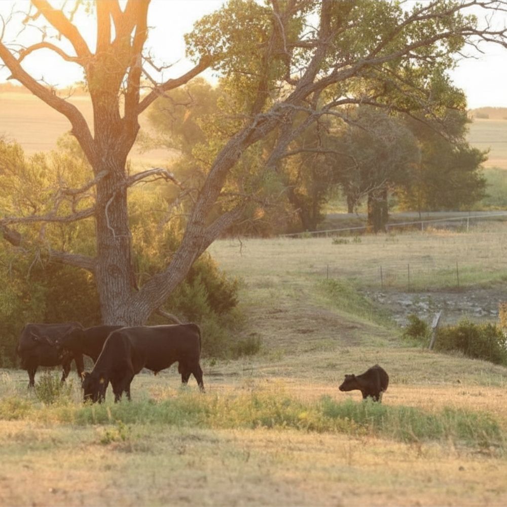 Three dark cattle, including two adults and one calf, grazing in a sunlit grassy field beneath large trees during late afternoon.