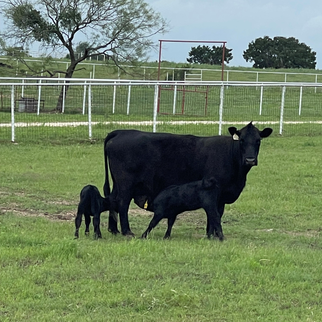 A black Angus Cow standing in a grassy field with two black calves beside her, in front of a white fence and trees.