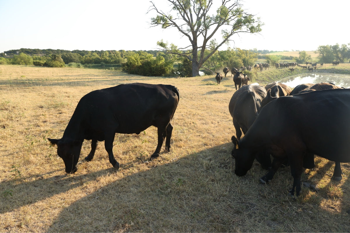 Angus cattle grazing near ranch pond at golden hour
