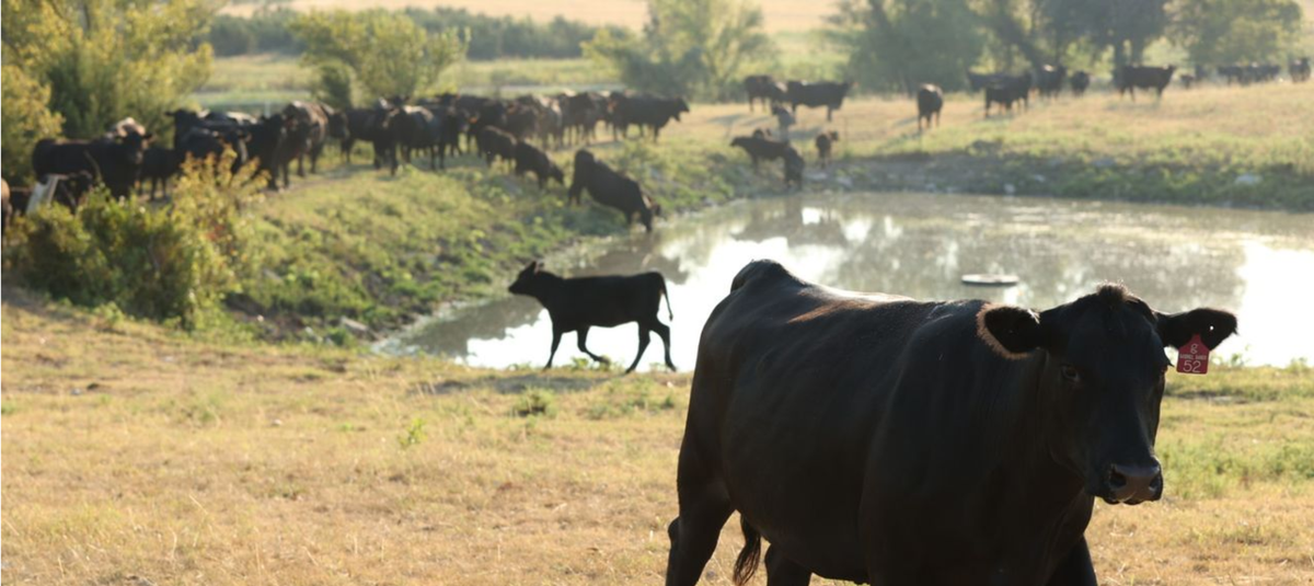 Black Angus herd grazing at a ranch pond at golden hour — Winston Cattle Co. beef delivery in Grapevine, Texas