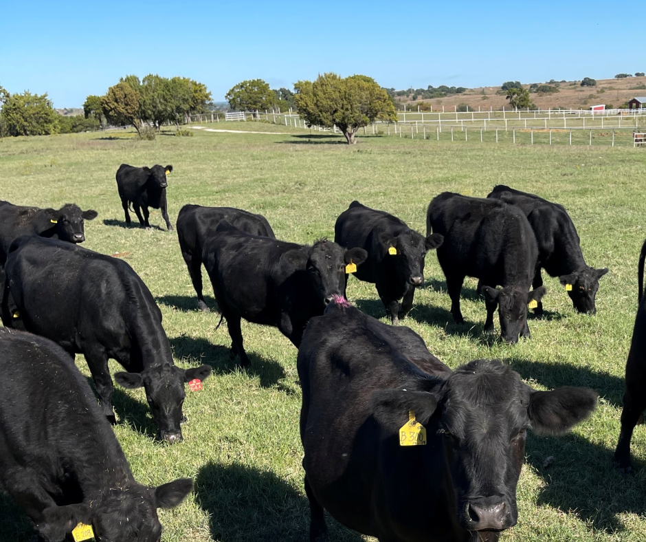 A healthy herd of black cattle grazing in an open, sunlit Texas pasture on the Winston Cattle Co. ranch.