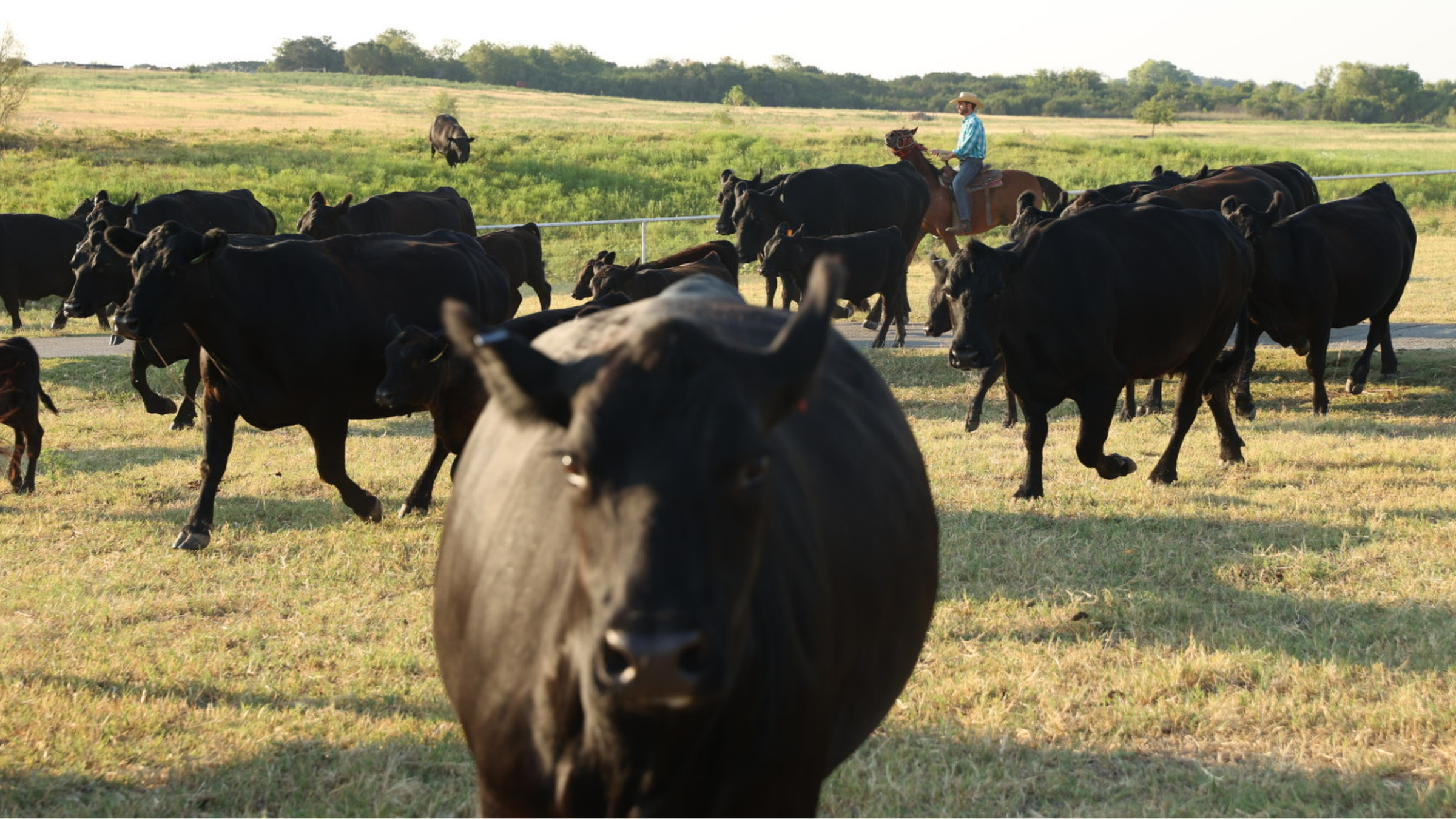 A wide panoramic view of cattle grazing on our Texas ranch, acting as the hero banner for the Winston Cattle Co. direct-to-consumer custom beef processing guide.