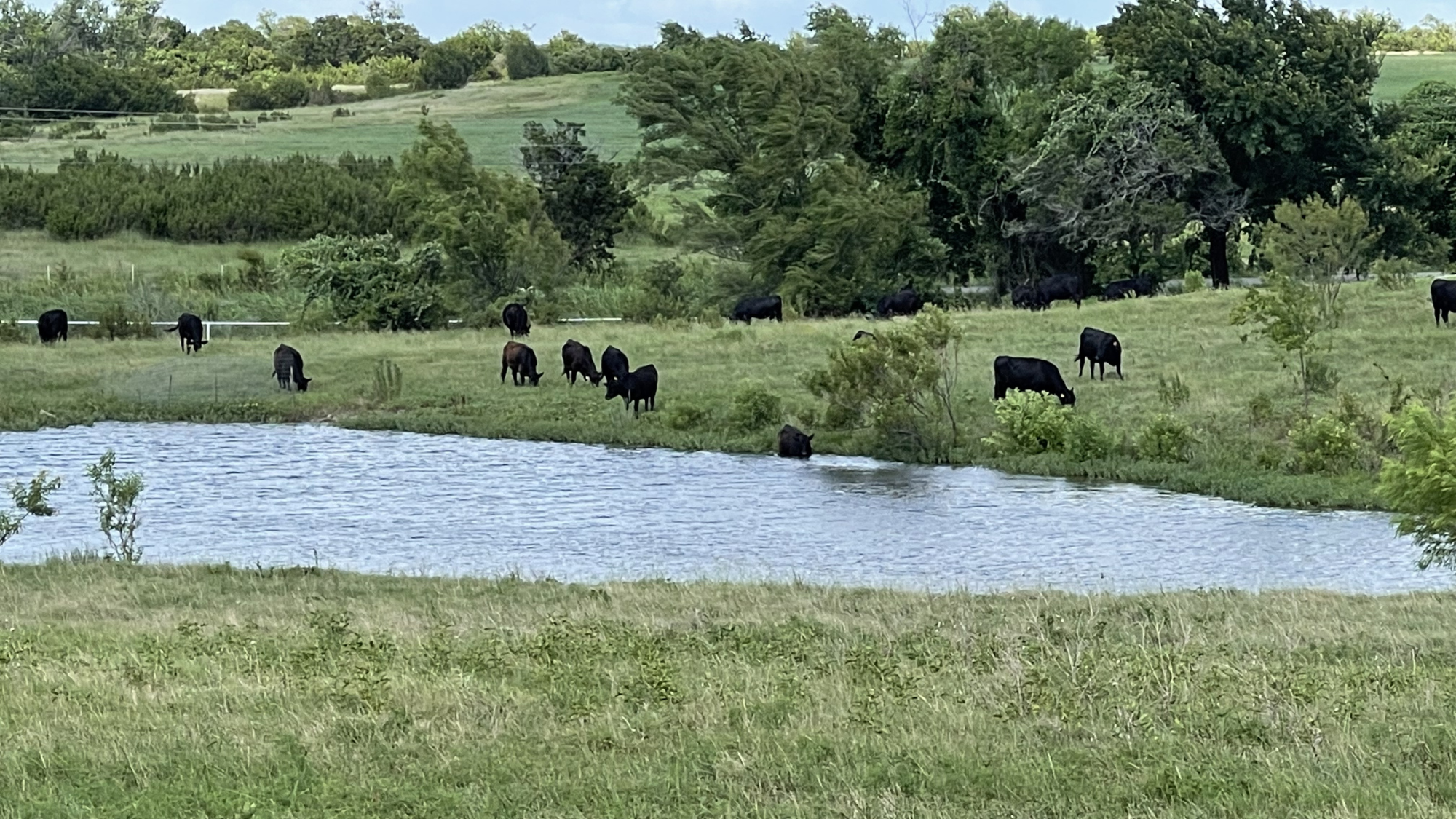 A healthy herd of black cattle grazing and drinking at a natural pond across rolling green pastures on the Winston Cattle Co. Texas ranch.